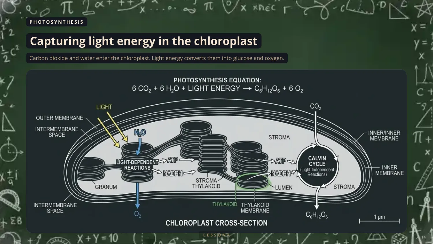 Photosynthesis and Cellular Respiration, slide 6