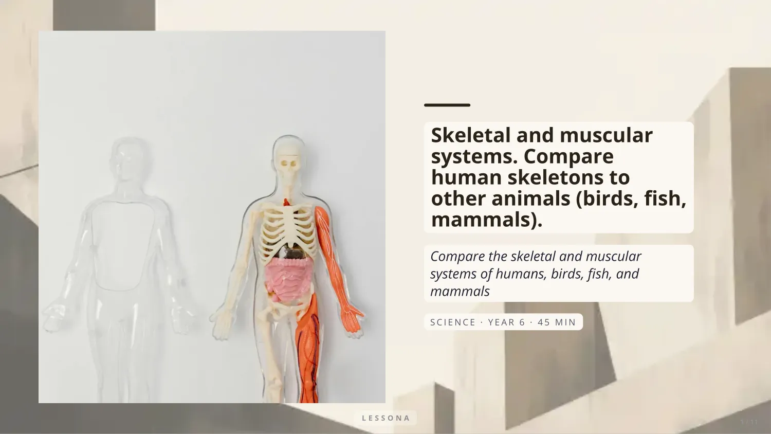 Skeletal and Muscular Systems presentation, Science · Year 6 · 11 slides